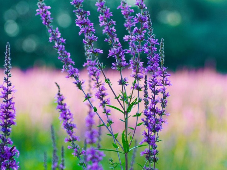 پرورش و مراقبت از گل زوفا (Hyssop)
